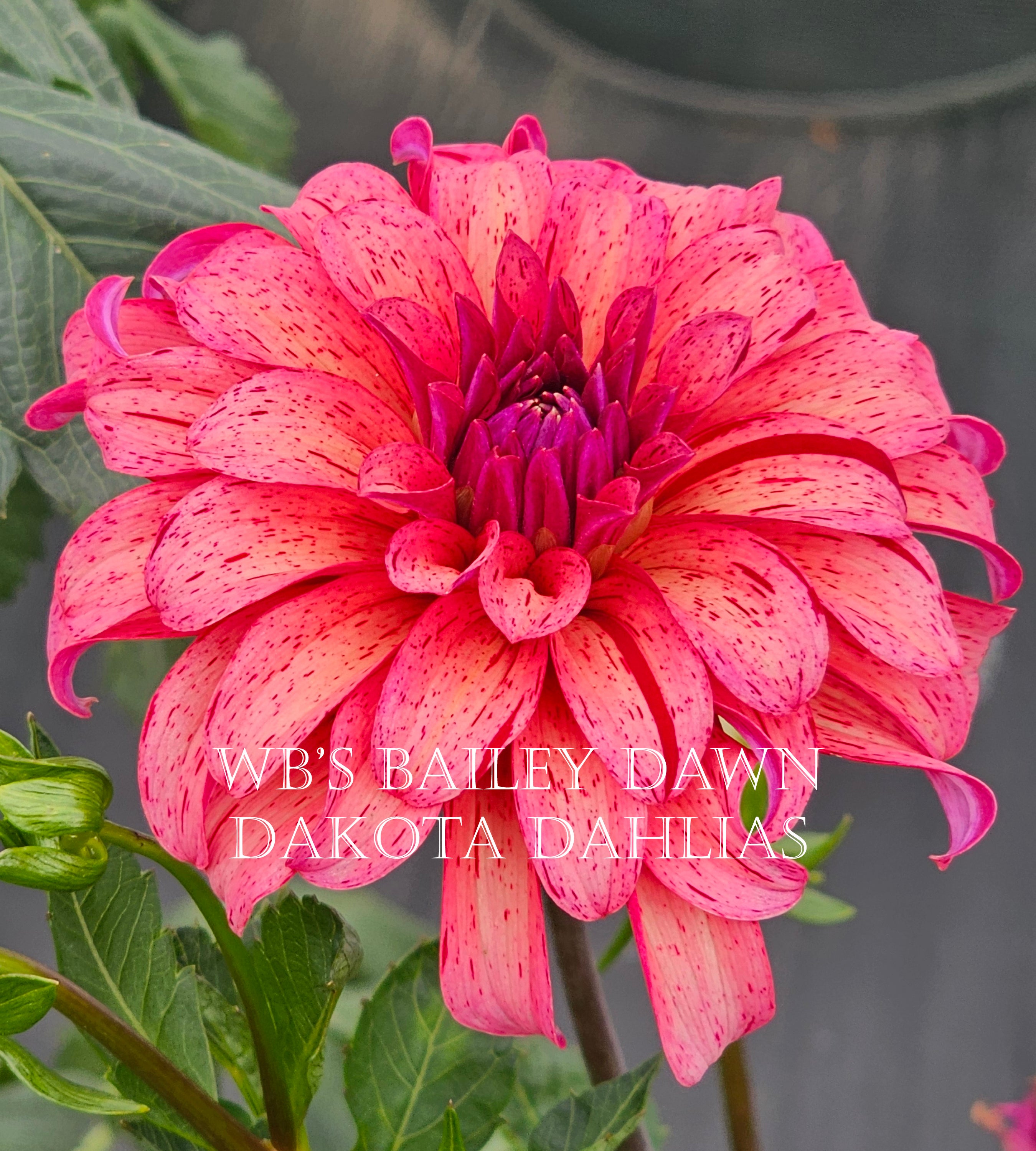 WB's Bailey Dawn~Growing Stock for 2027~