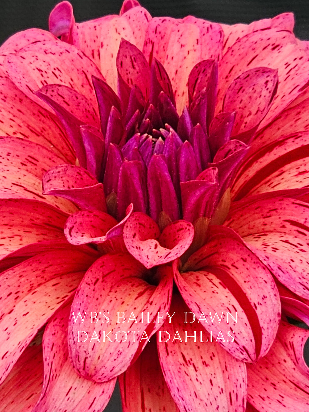 WB's Bailey Dawn~Growing Stock for 2027~