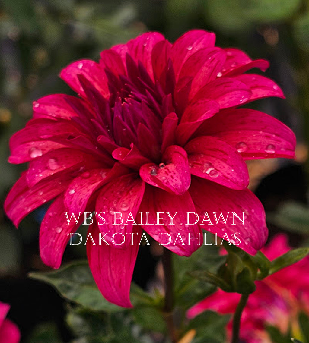 WB's Bailey Dawn~Growing Stock for 2027~