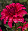 WB's Bailey Dawn~Growing Stock for 2027~