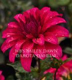 WB's Bailey Dawn~Growing Stock for 2027~