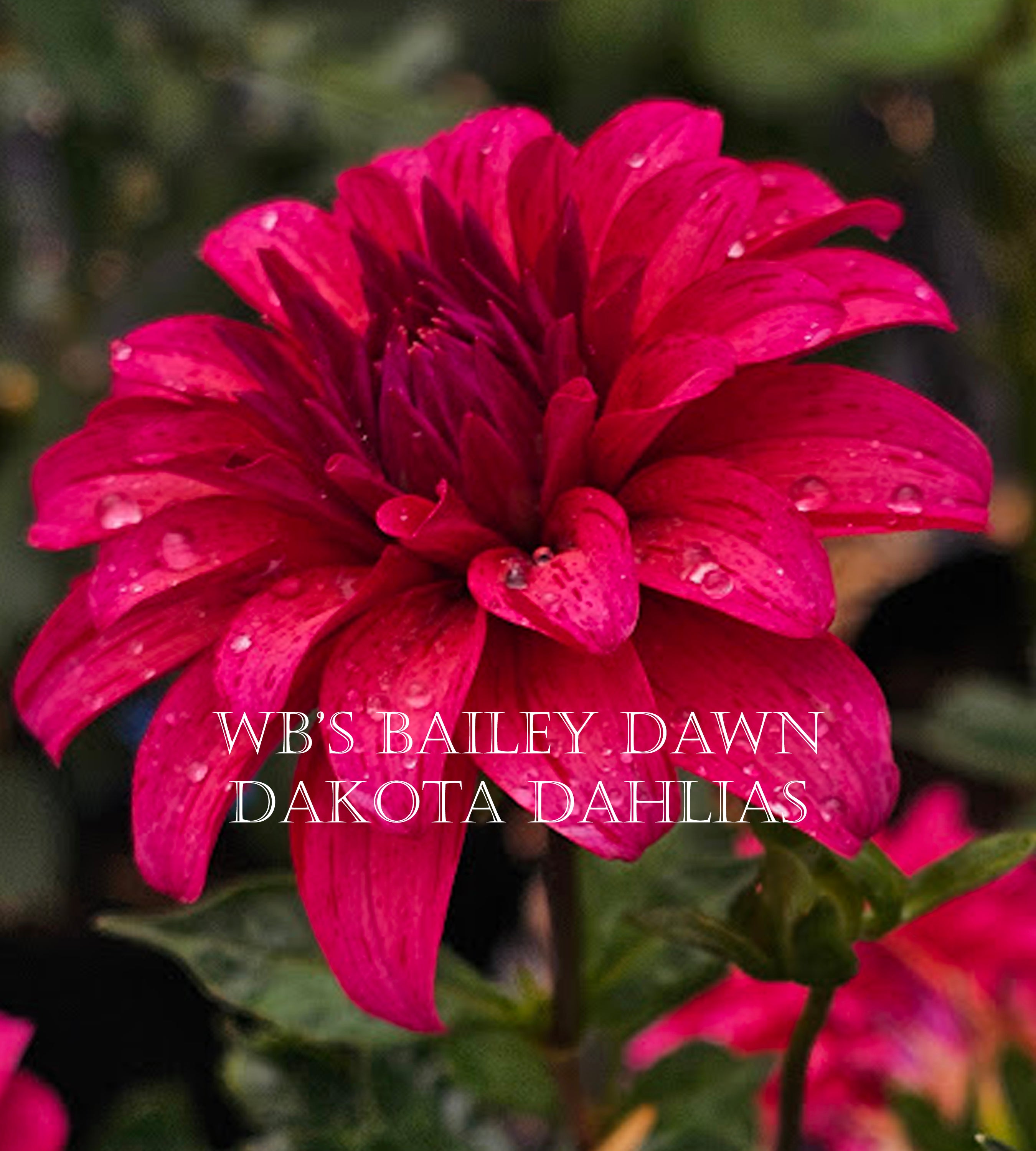 WB's Bailey Dawn~Growing Stock for 2027~