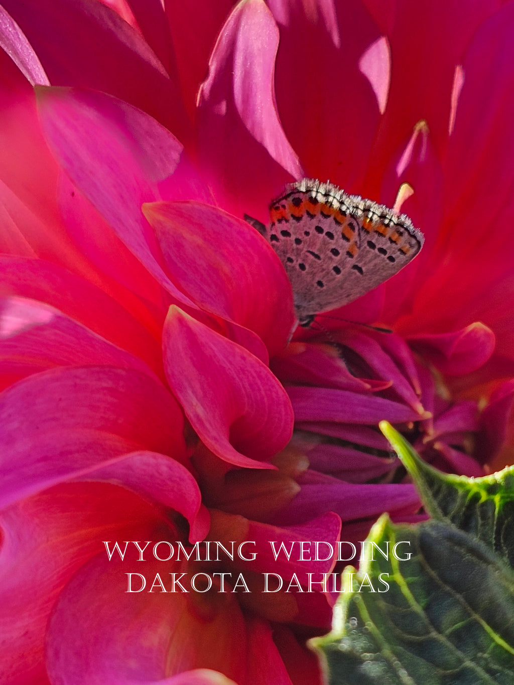 Wyoming Wedding