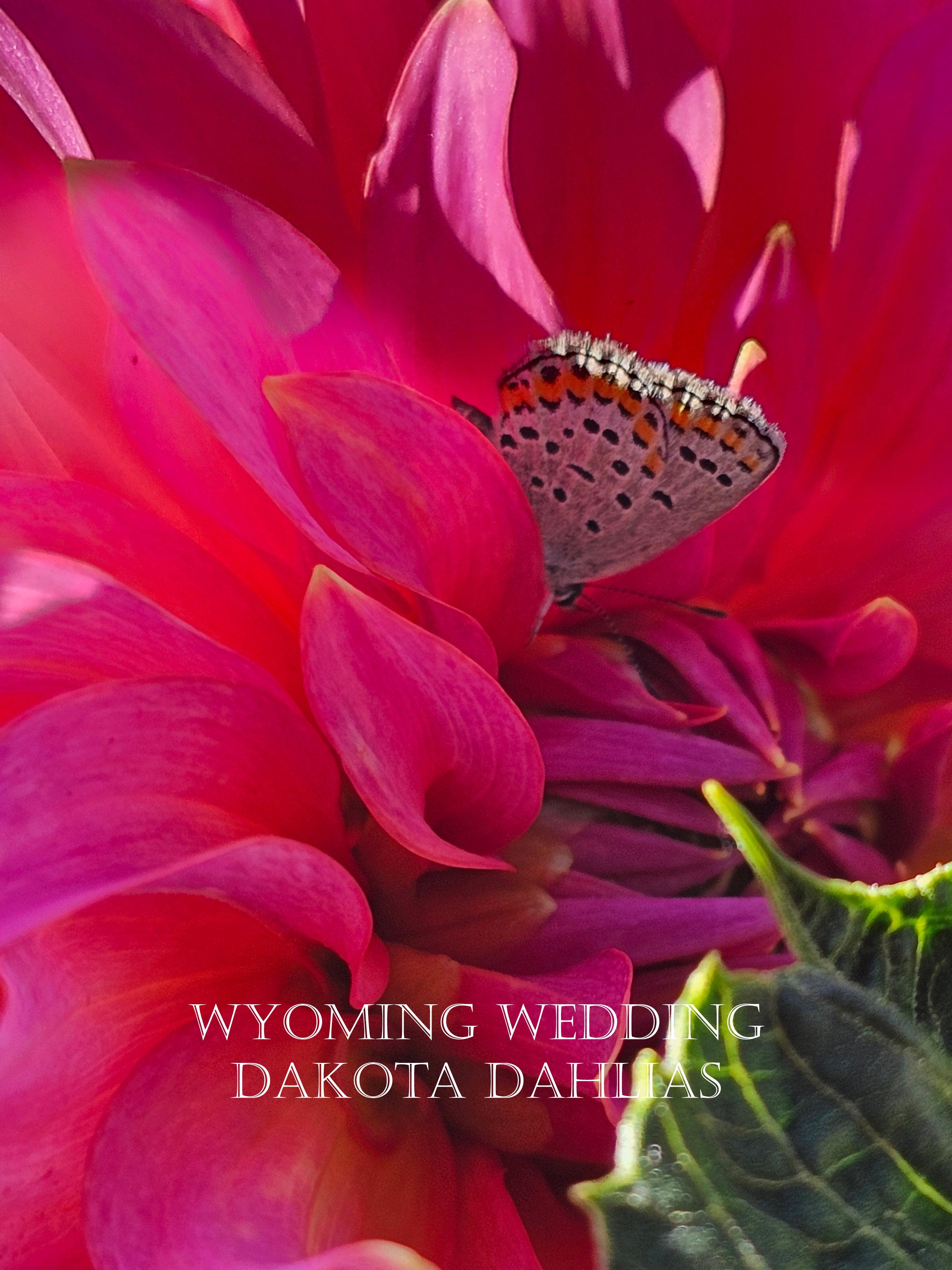 Wyoming Wedding