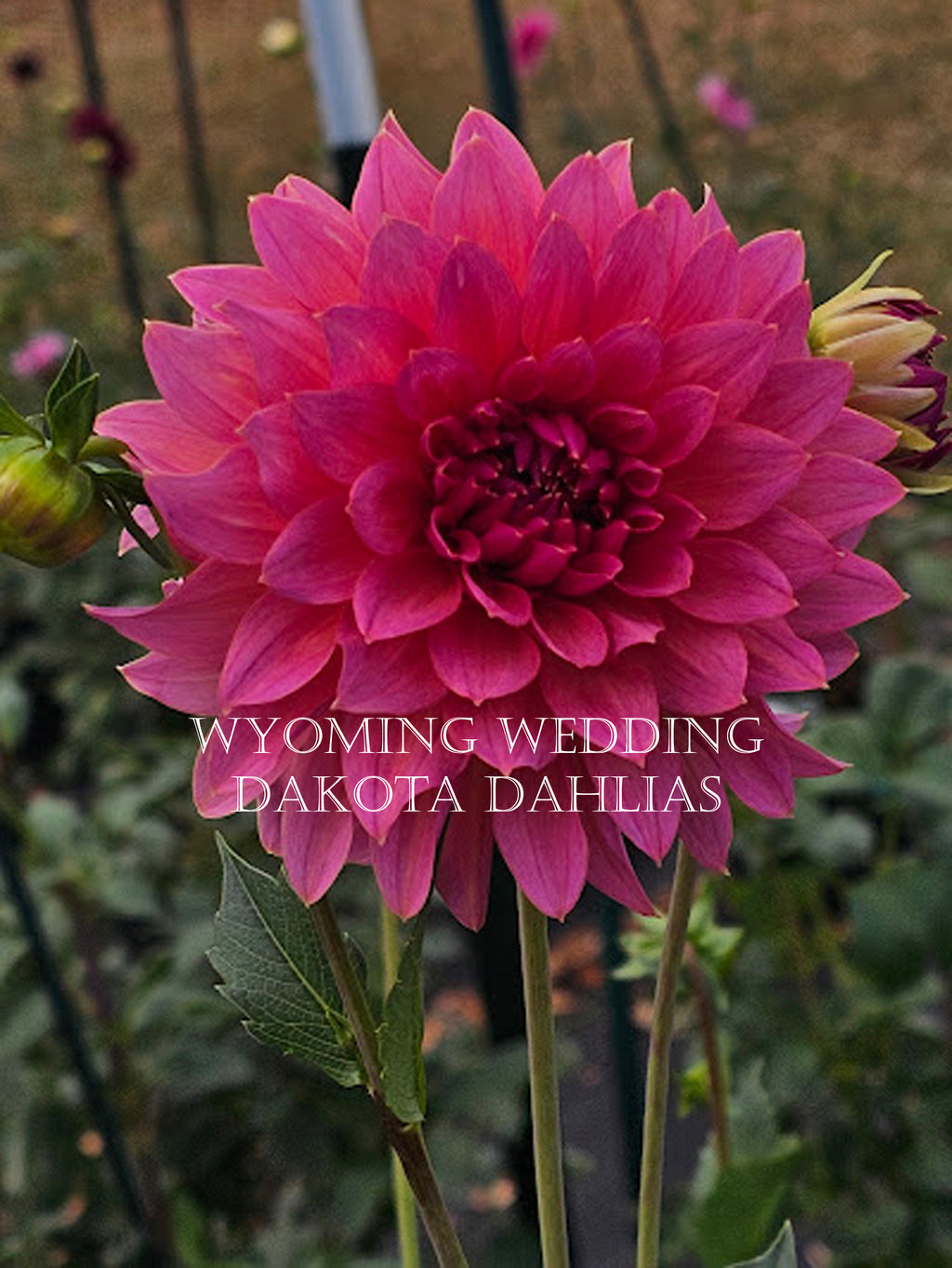 Wyoming Wedding