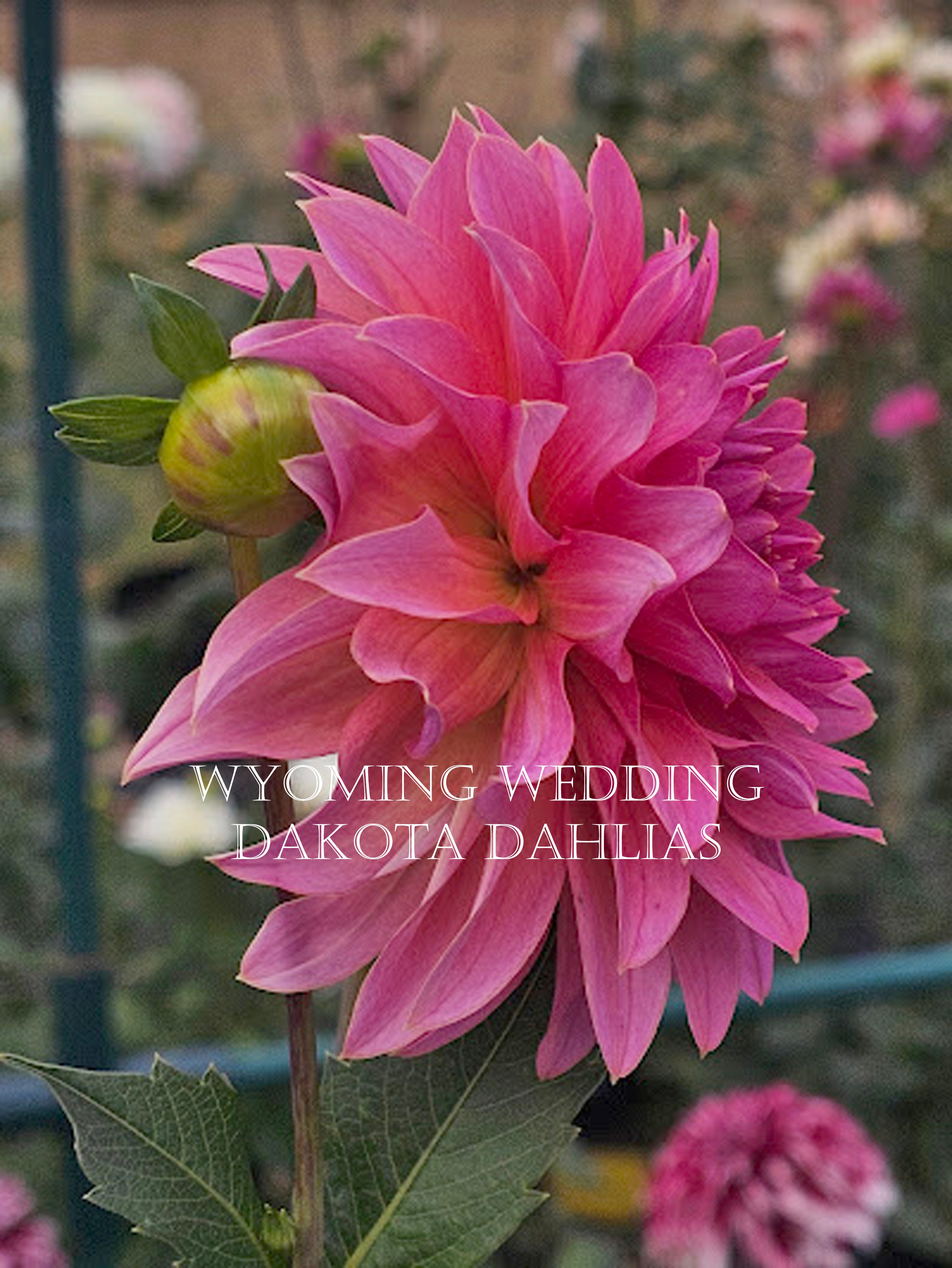 Wyoming Wedding