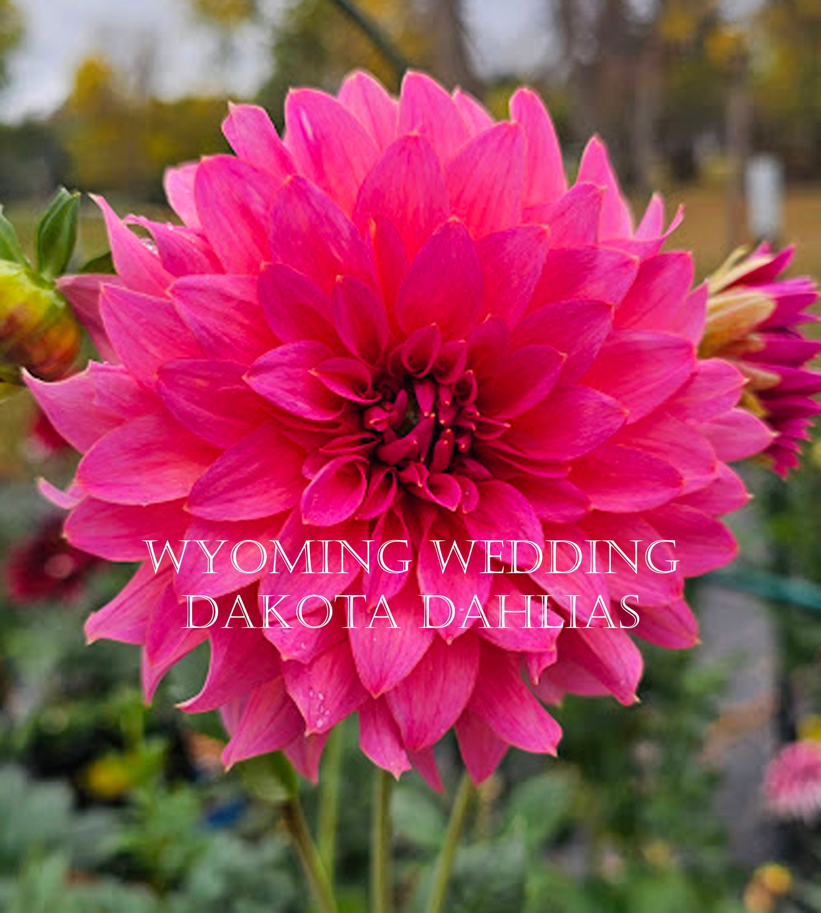 Wyoming Wedding