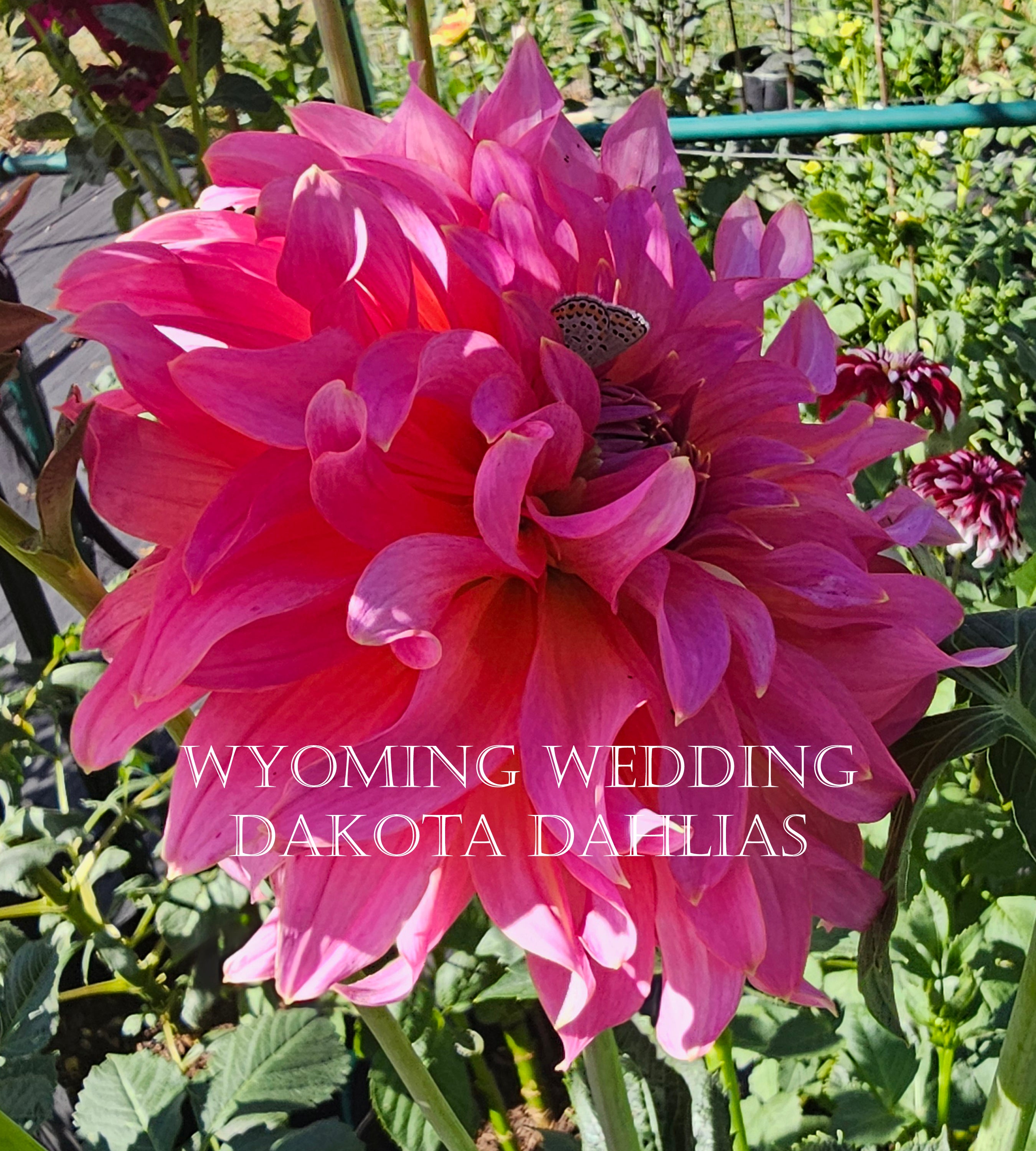 Wyoming Wedding