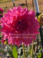 Wyoming Wedding