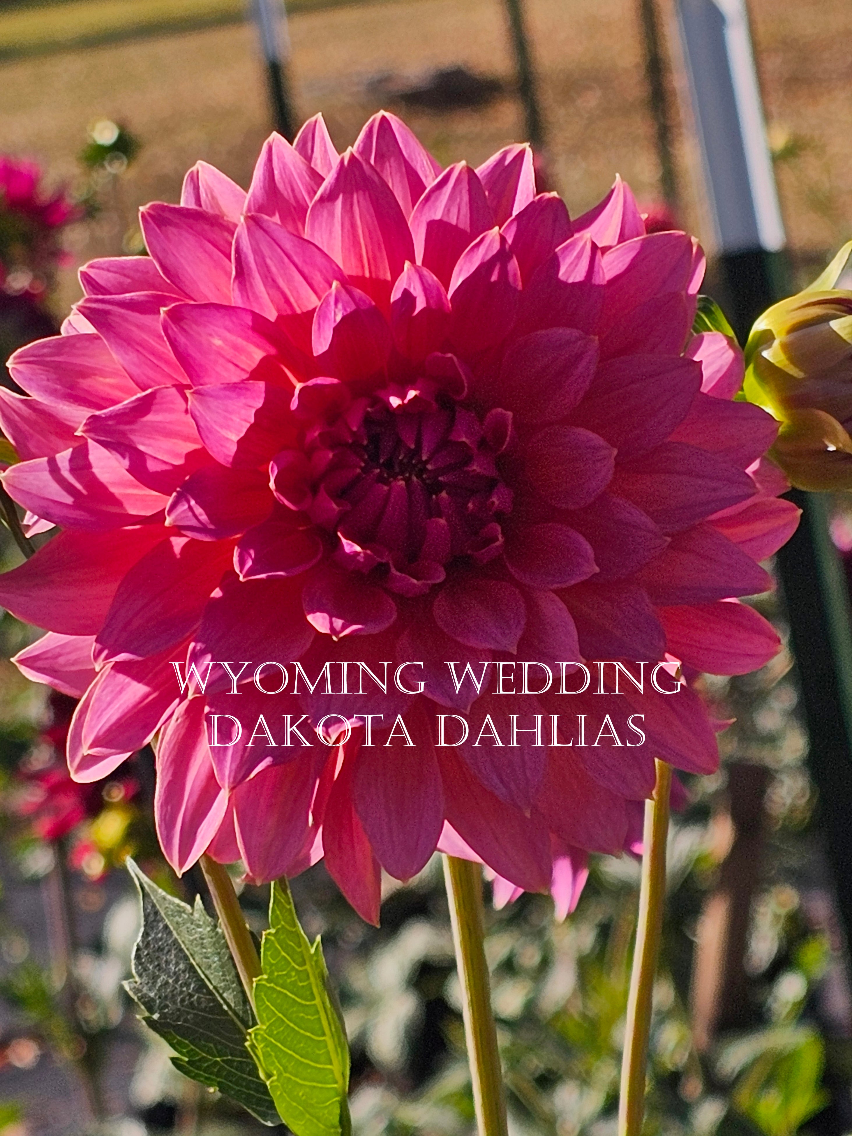 Wyoming Wedding