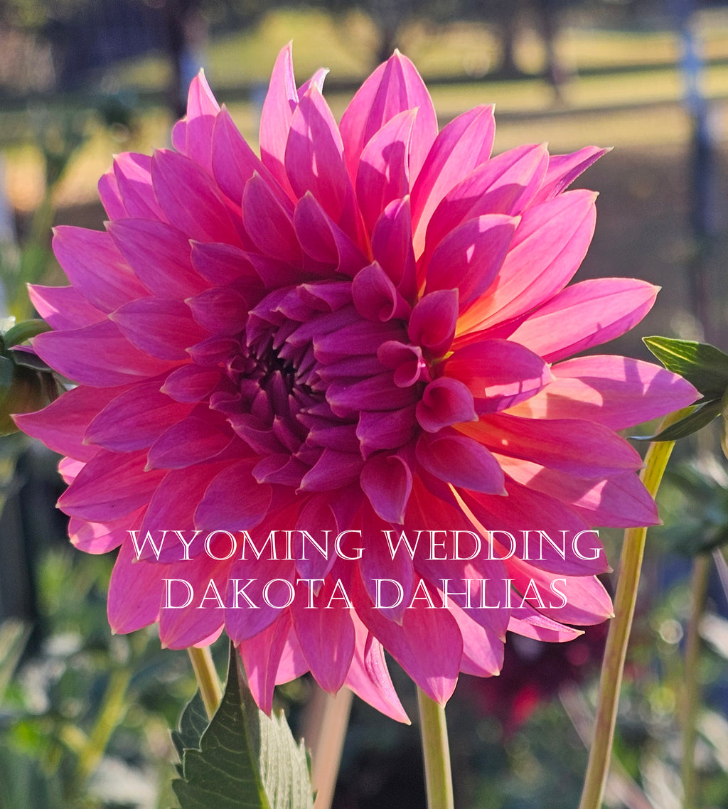 Wyoming Wedding