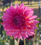 Wyoming Wedding