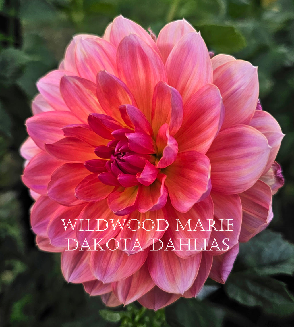 Wildwood Marie