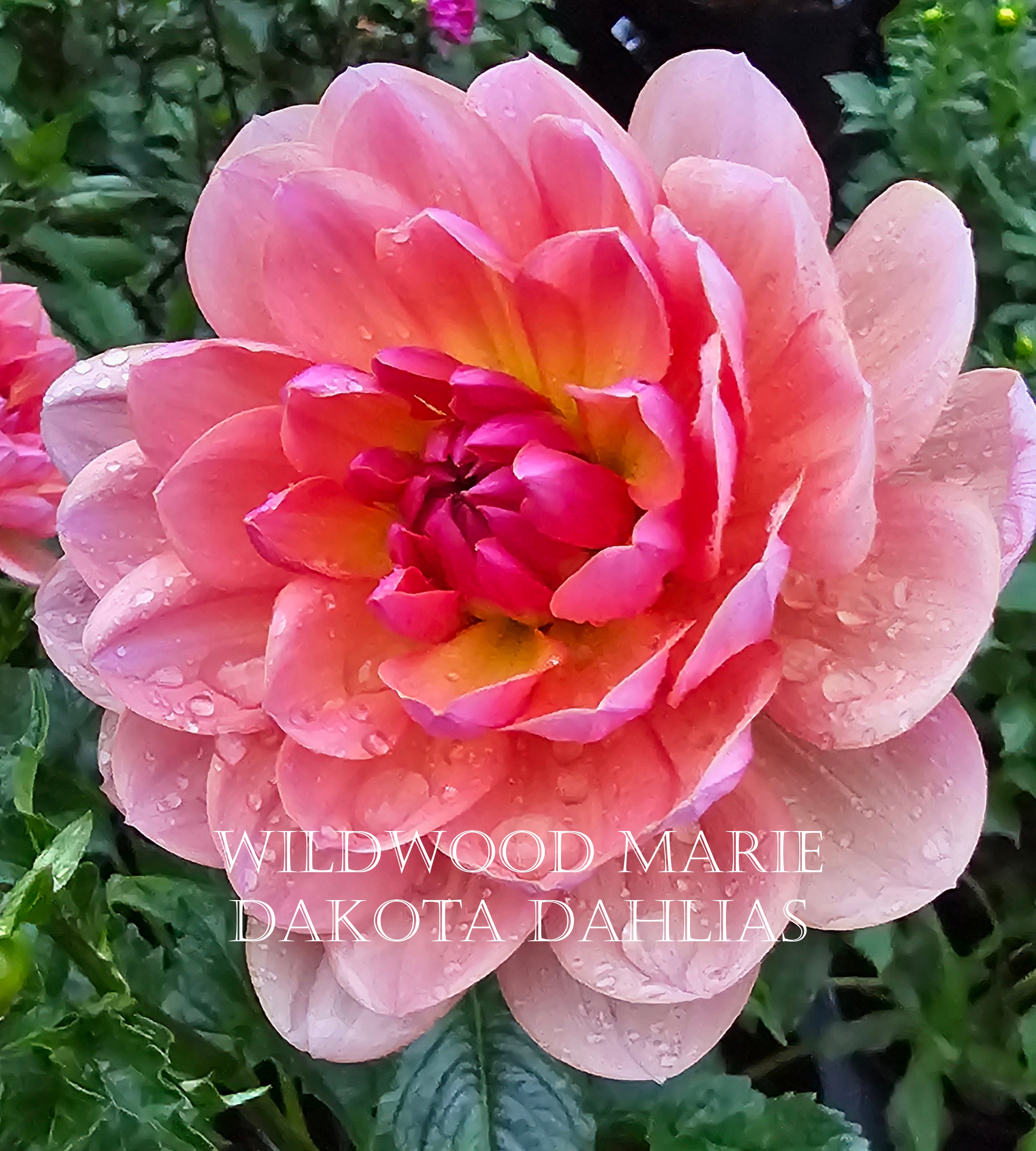 Wildwood Marie