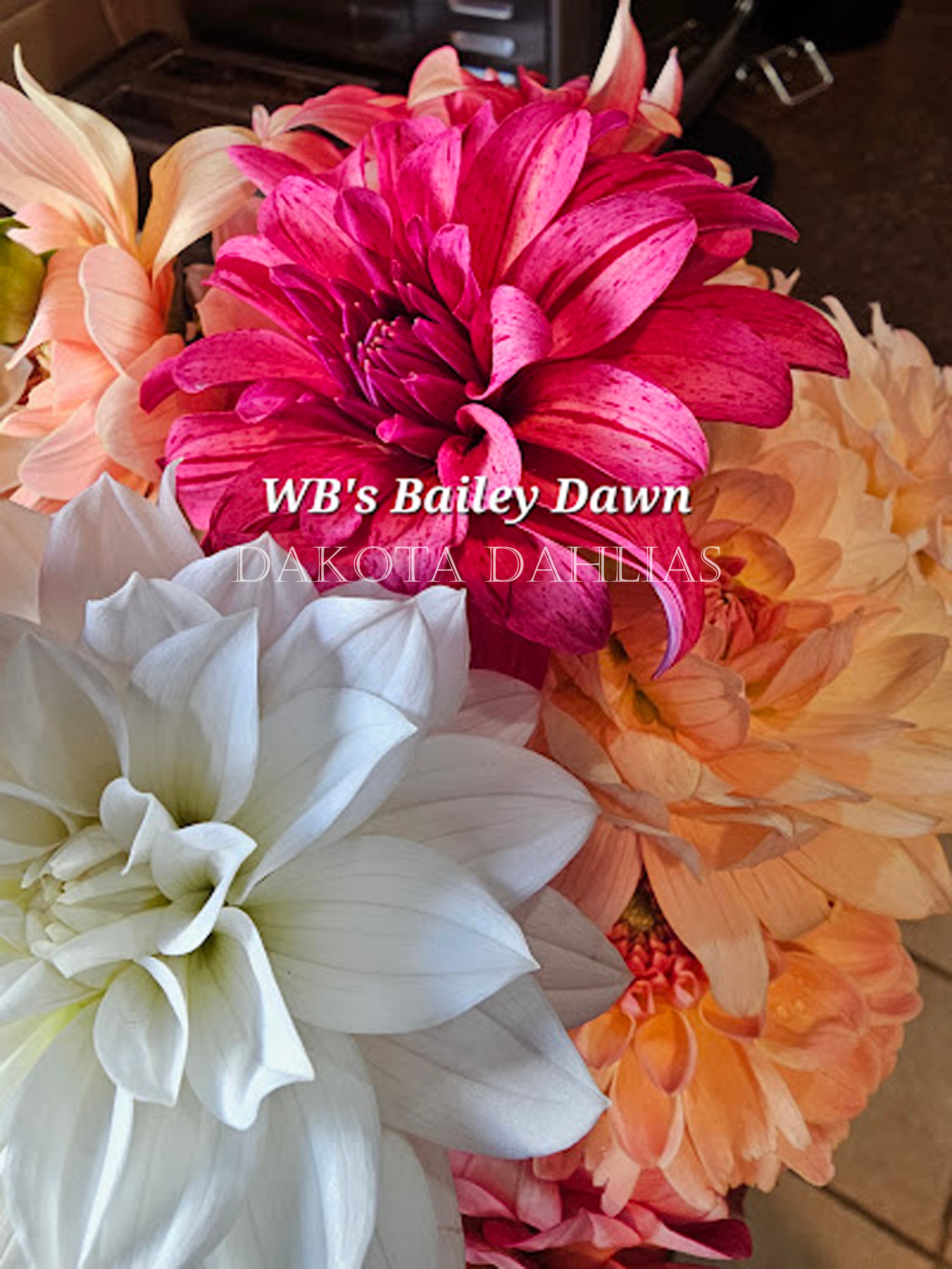 WB's Bailey Dawn~Growing Stock for 2027~