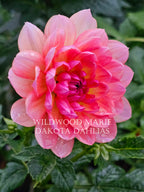 Wildwood Marie