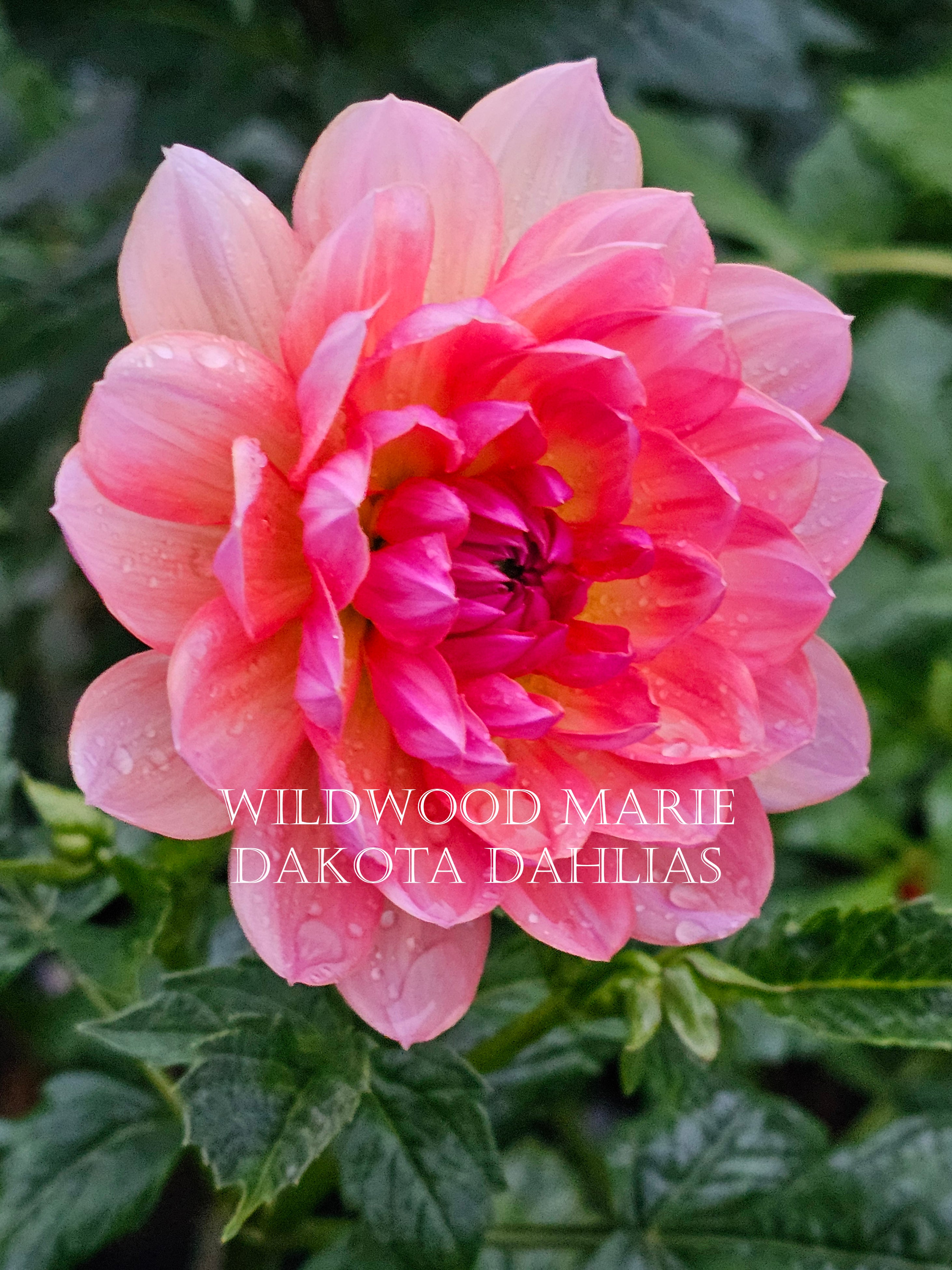 Wildwood Marie
