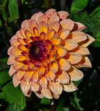 Wine Eyed Jill