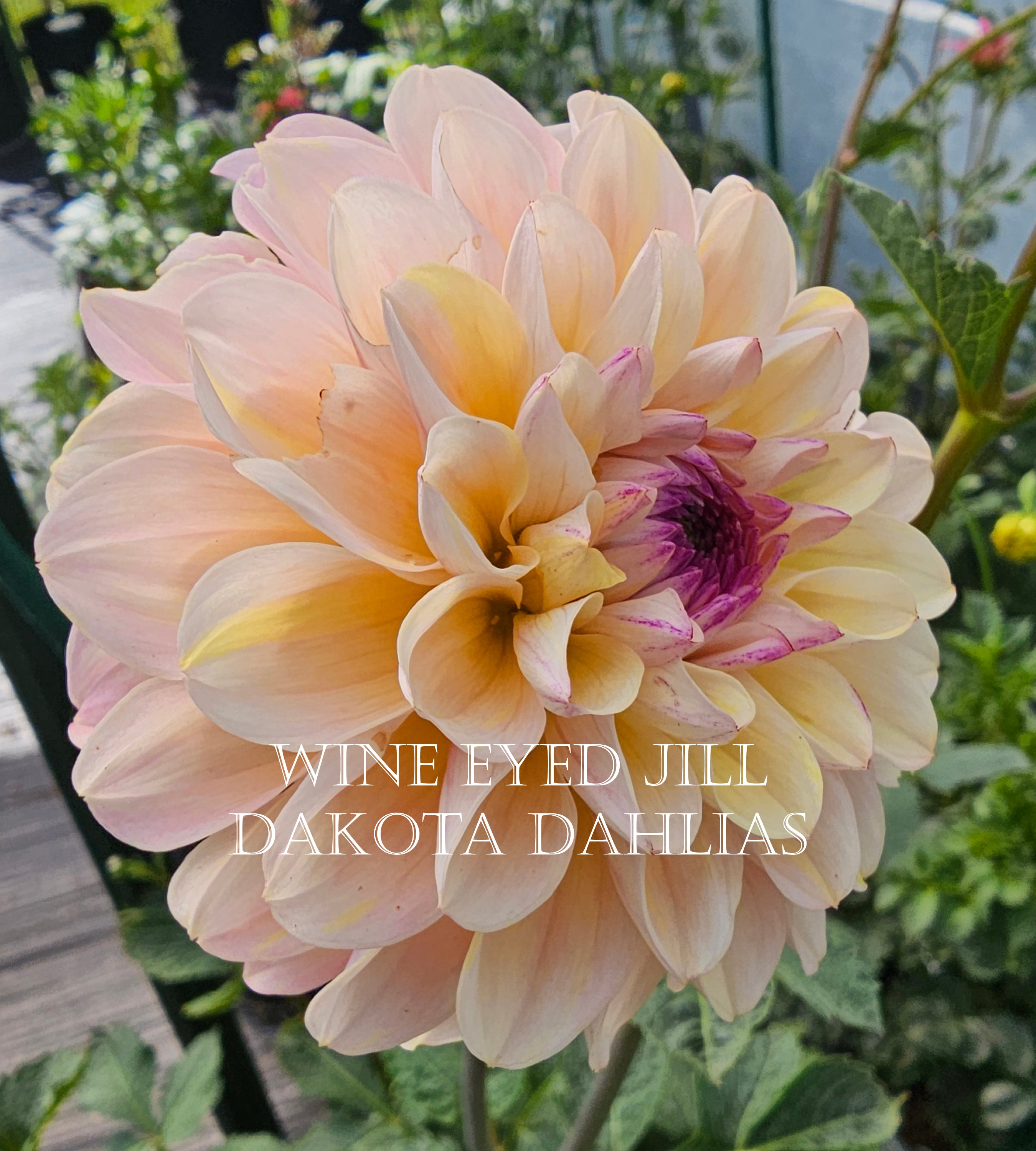 Wine Eyed Jill