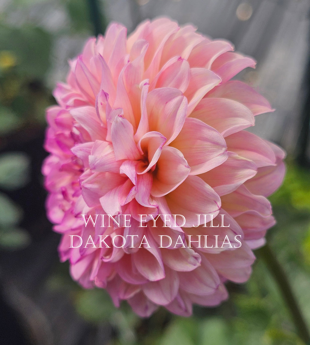 Wine Eyed Jill