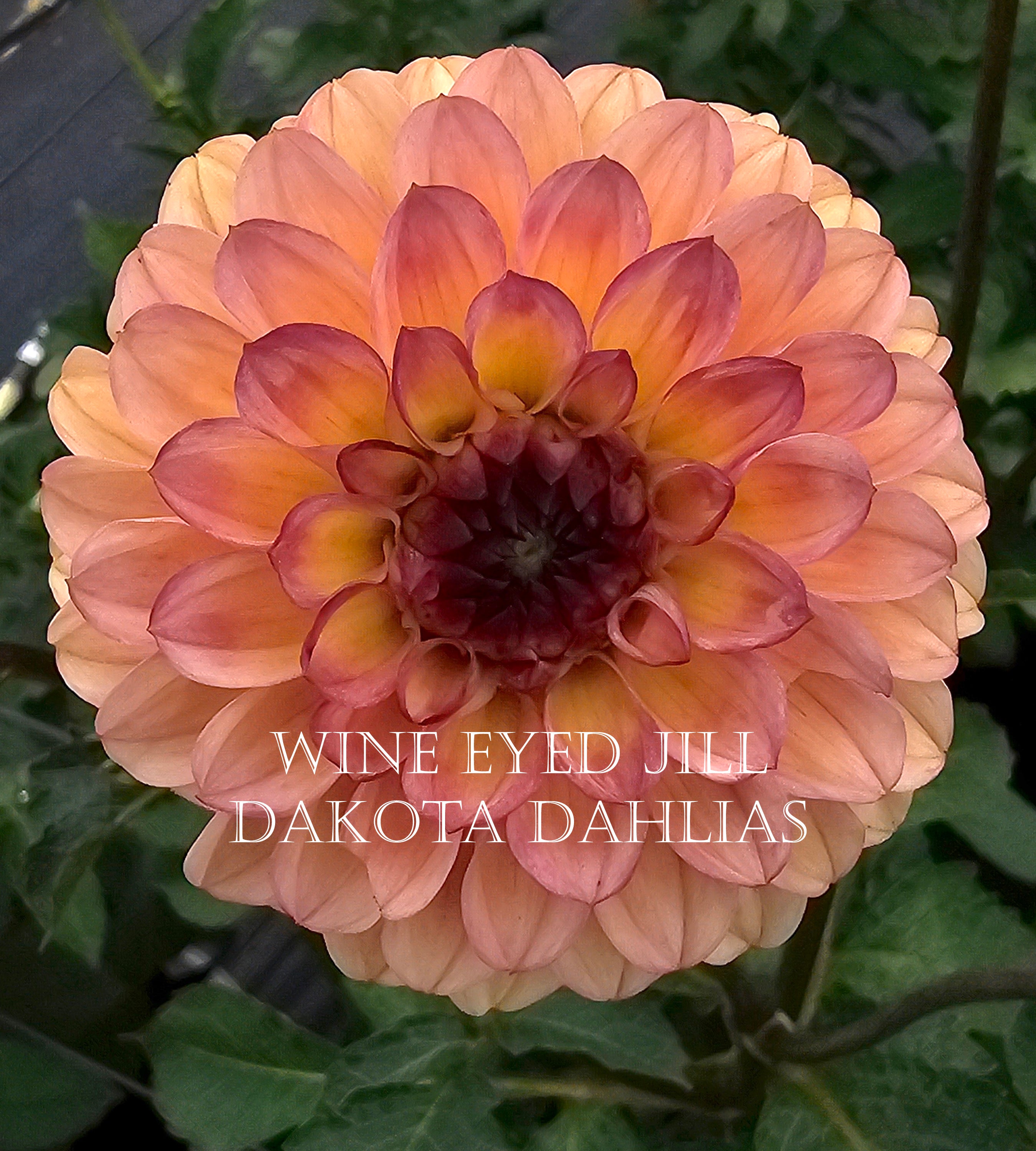 Wine Eyed Jill
