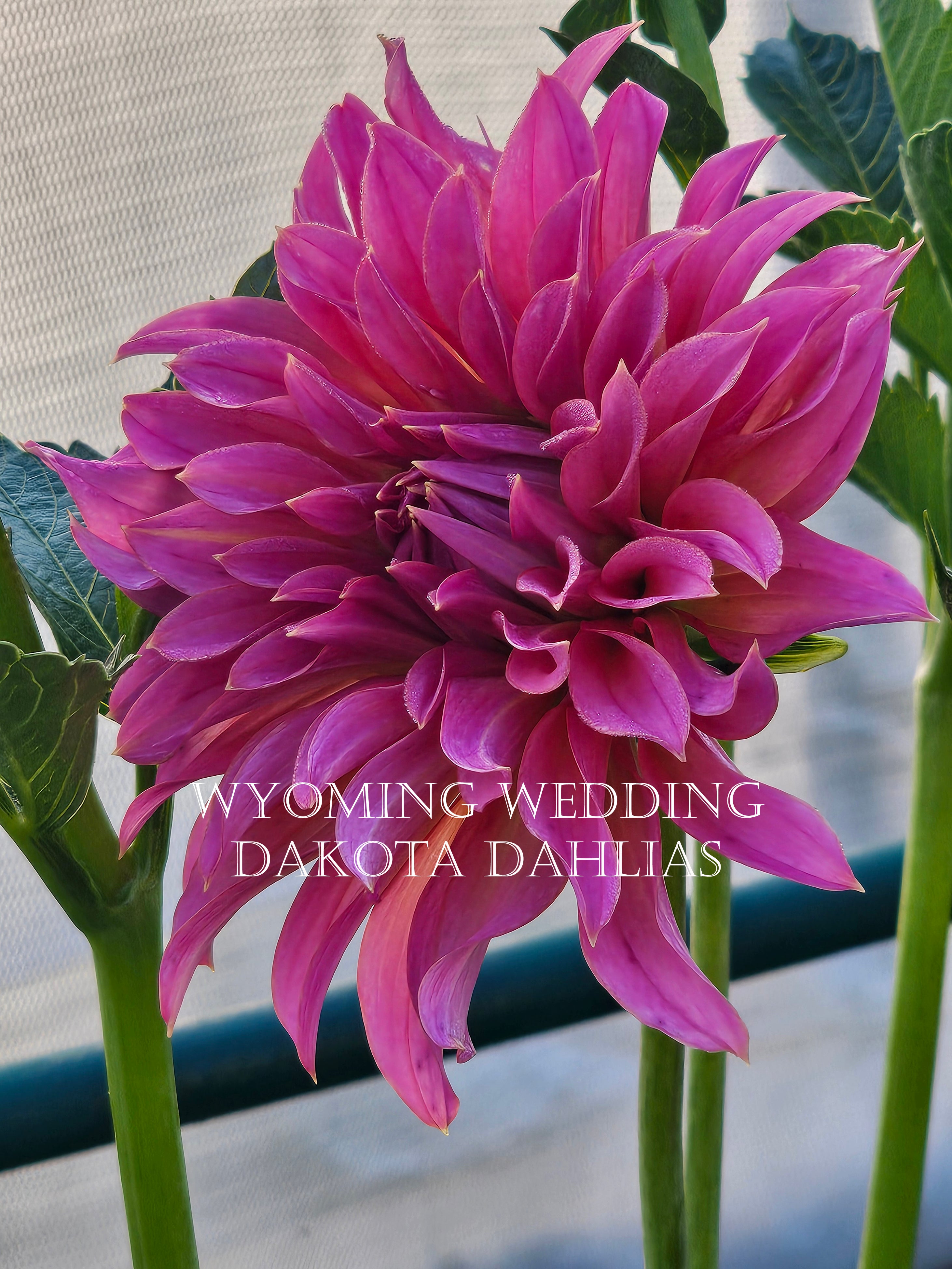 Wyoming Wedding