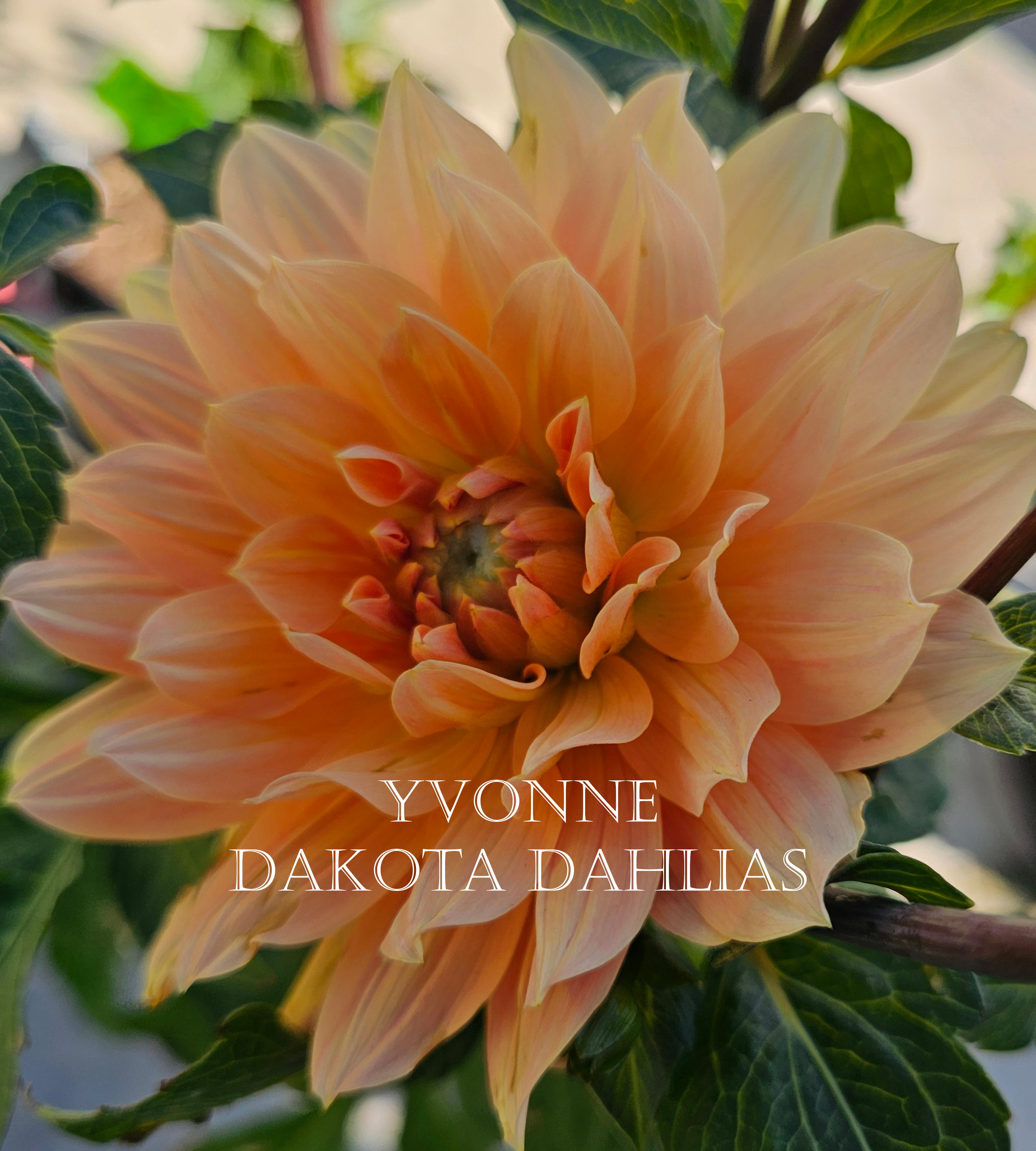 Yvonne