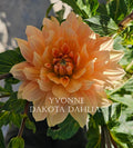 Yvonne