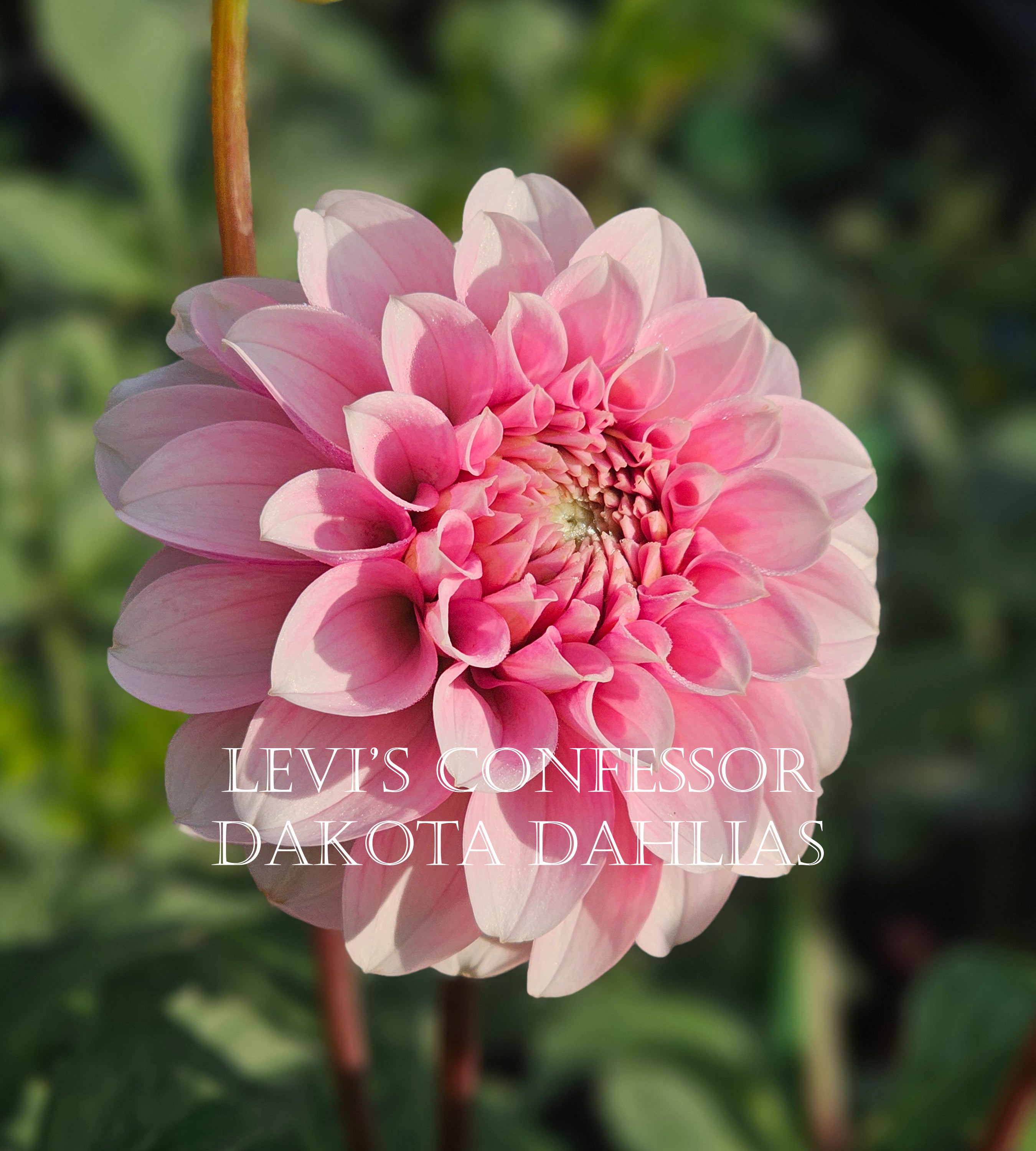 Levi's Confessor