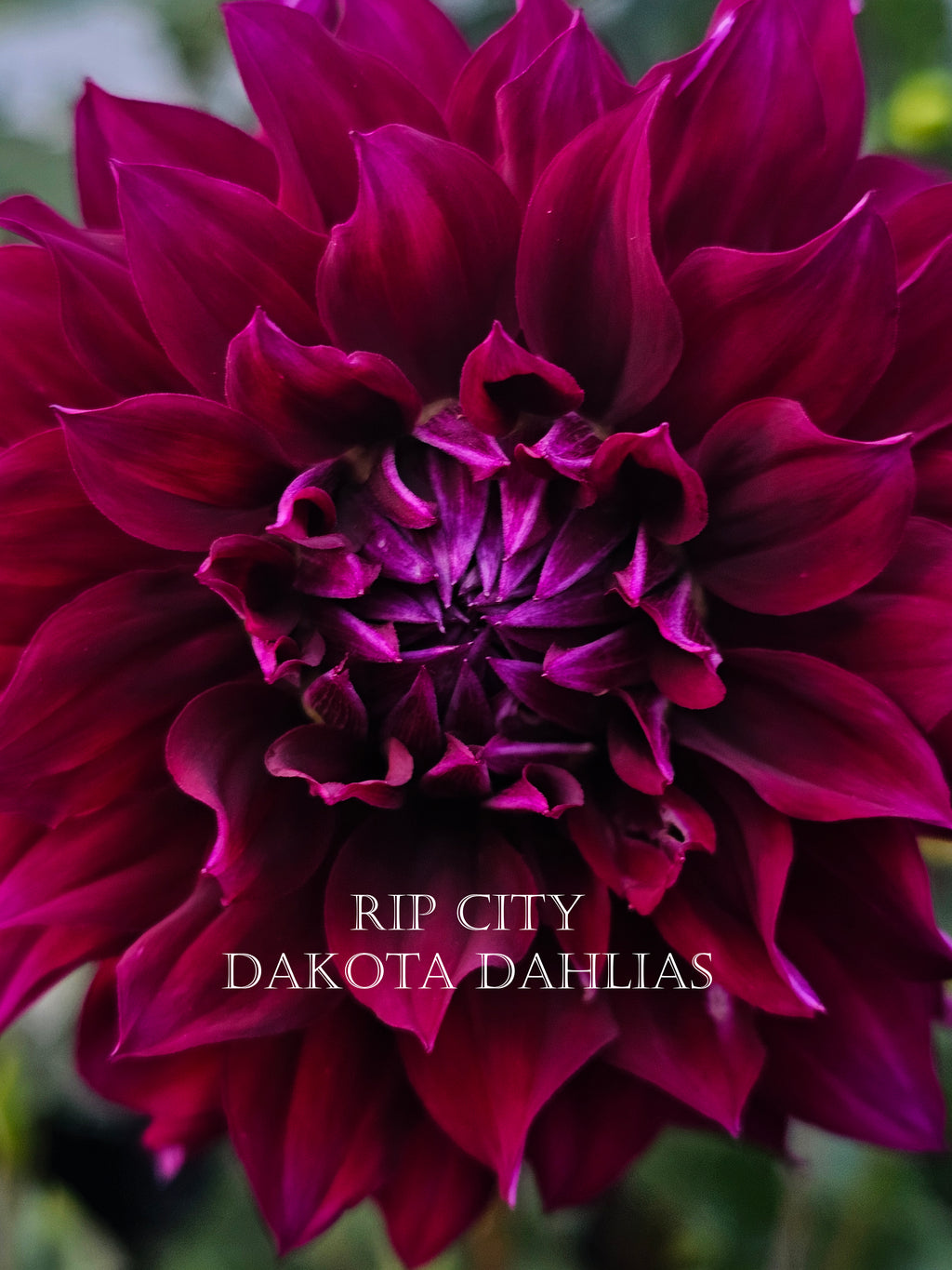 Rip City