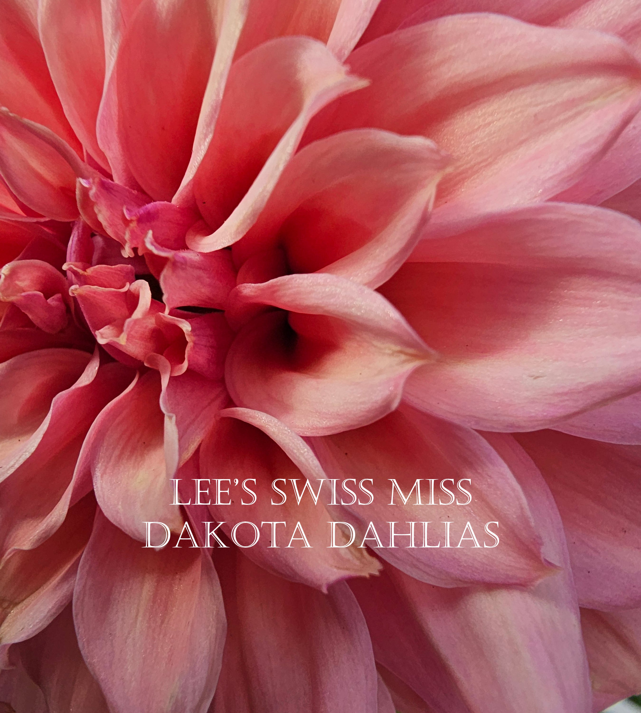 Lee's Swiss Miss~Growing for tuber sales for 2027~